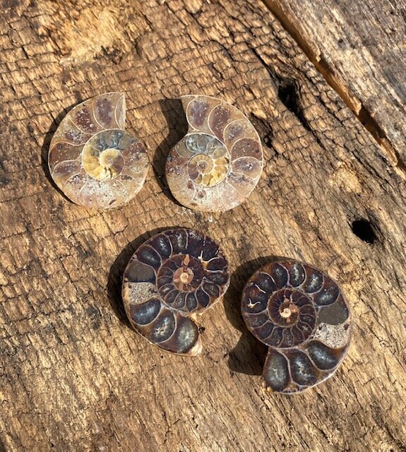 Mini Ammonite Pair
