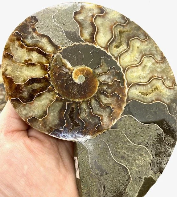 Fossils ammonites orthoceras petrified wood — black market minerals