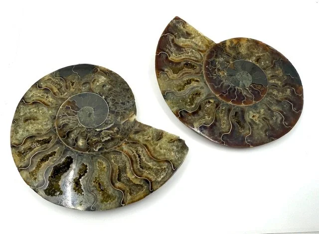 Ammonite Pair