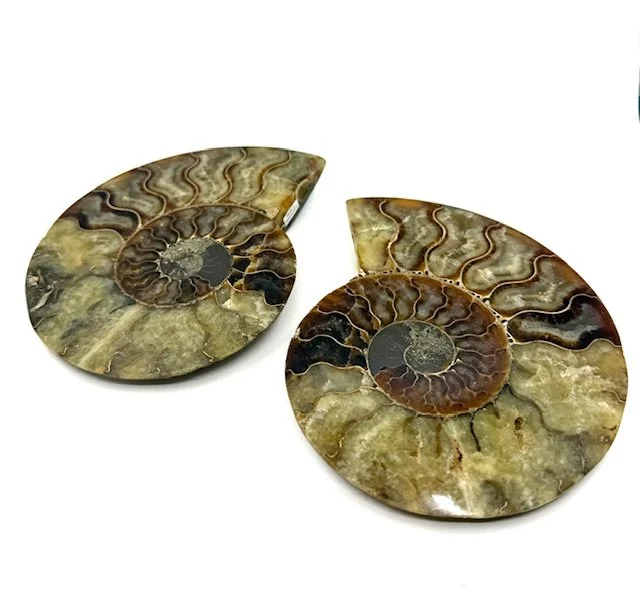 Ammonite Pair