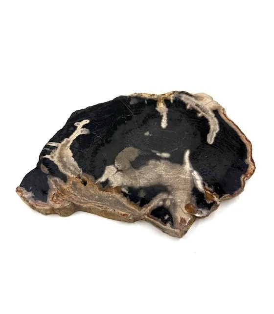 Petrified Wood Slice