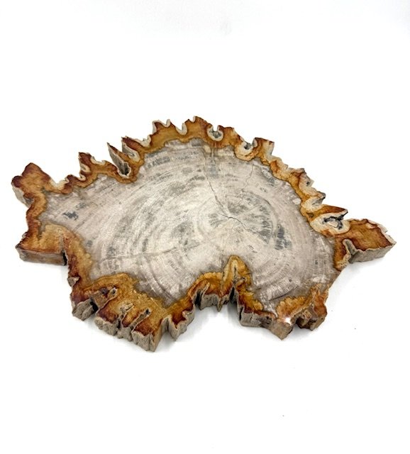 Petrified Wood Slice