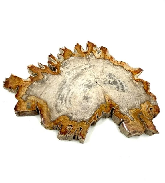 Petrified Wood Slice