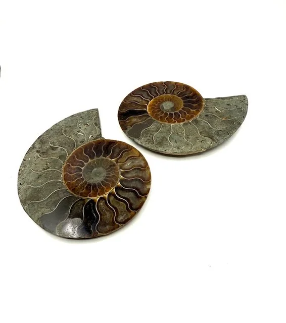Ammonite Pair