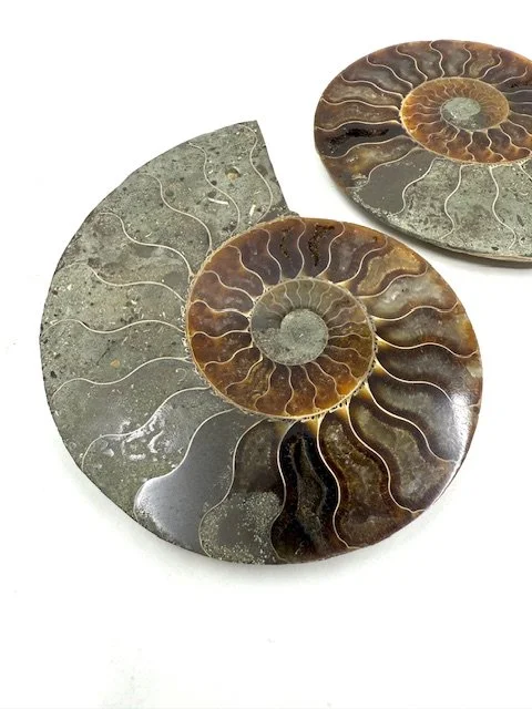 FOS-ammonitepair03a.jpg
