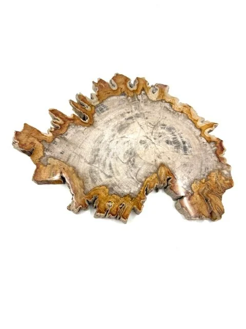 Petrified Wood Slice