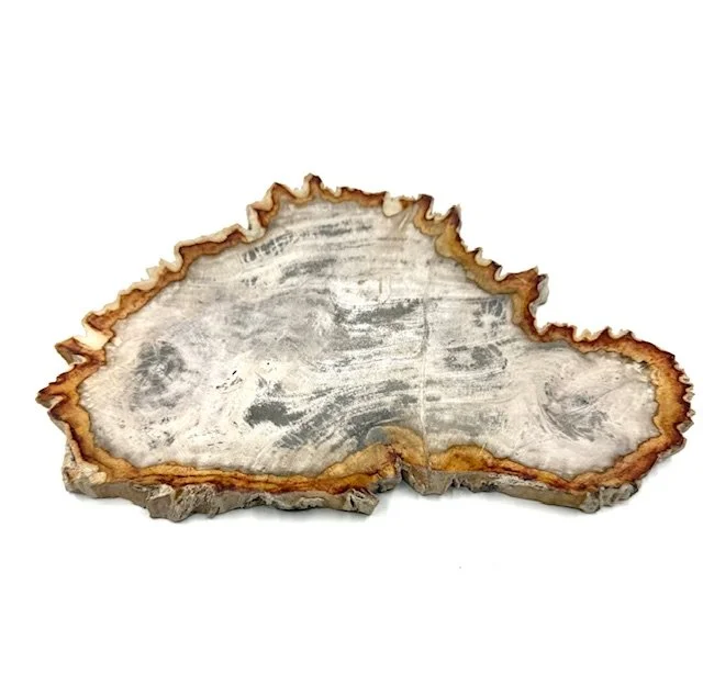Petrified Wood Slice