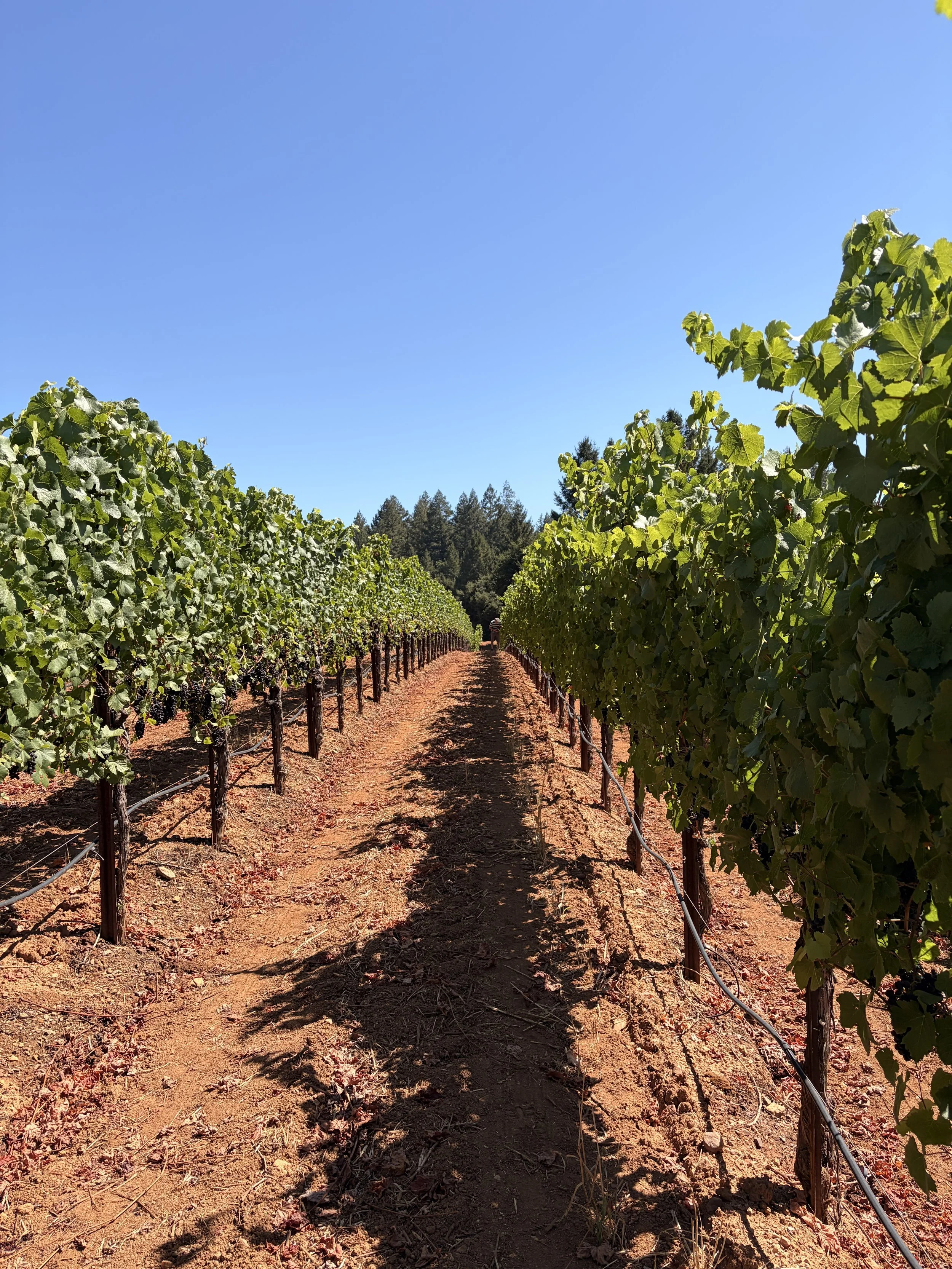 Shone Farm vineyard