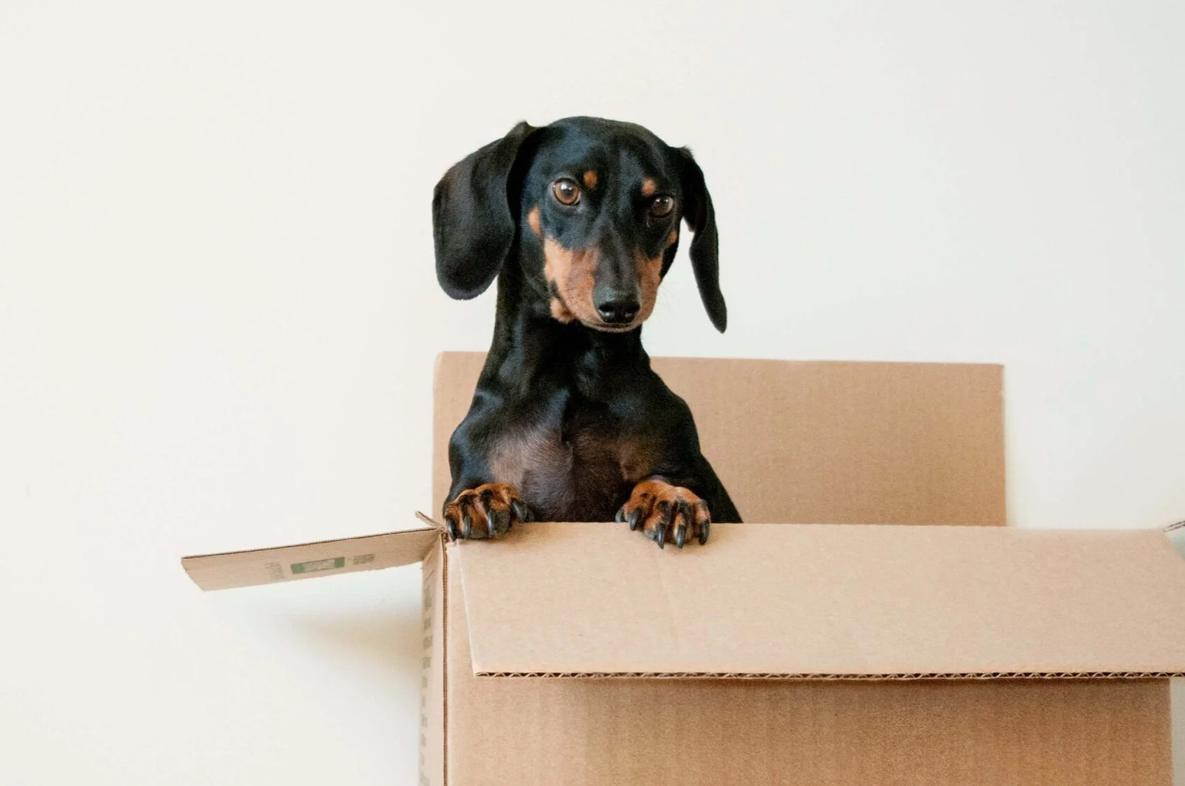 Keine versteckten Kosten beim Dackel-Kauf