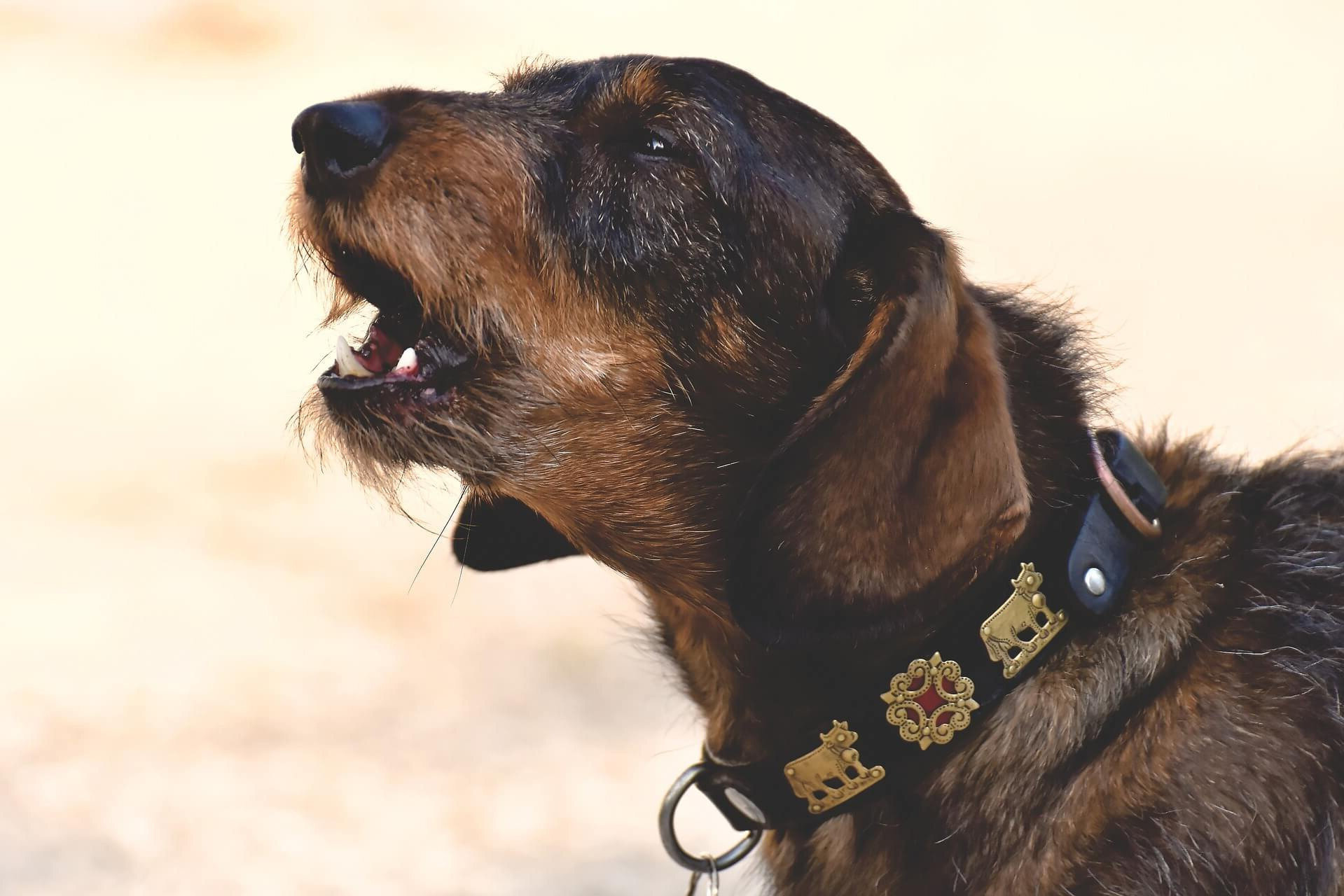 Wie oft bellen Dackel?