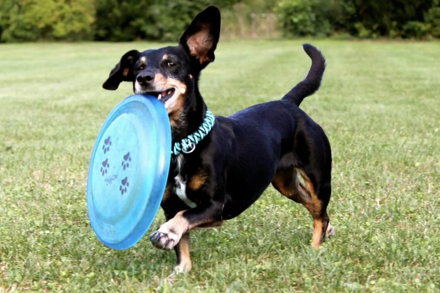 Dackel lieben Spielzeug