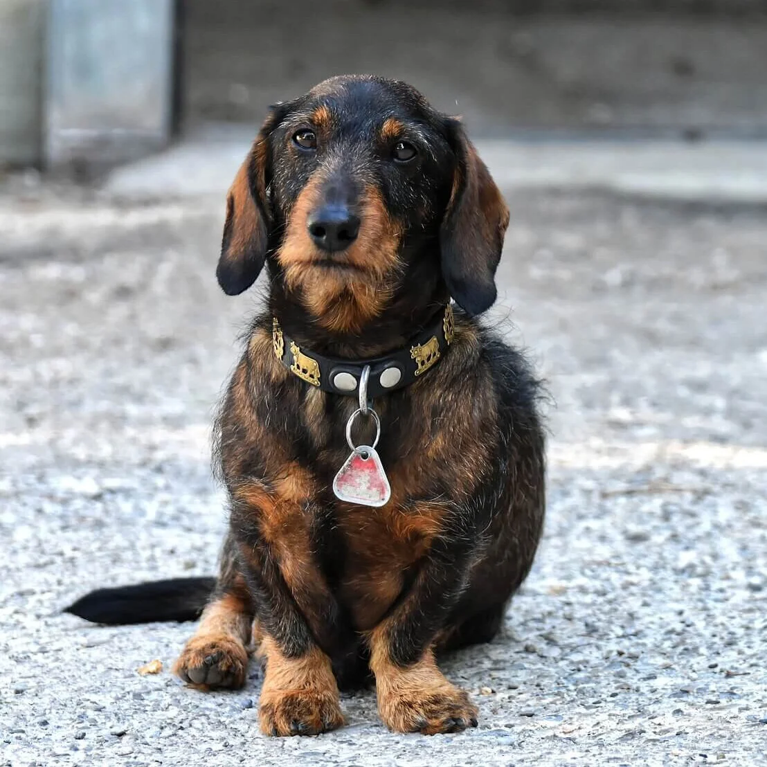 Rauhaardackel mit Dackelblick.
