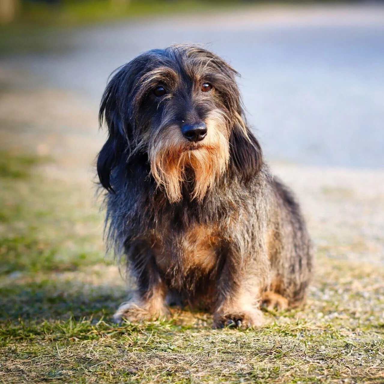 Ein älterer Rauhaardackel.