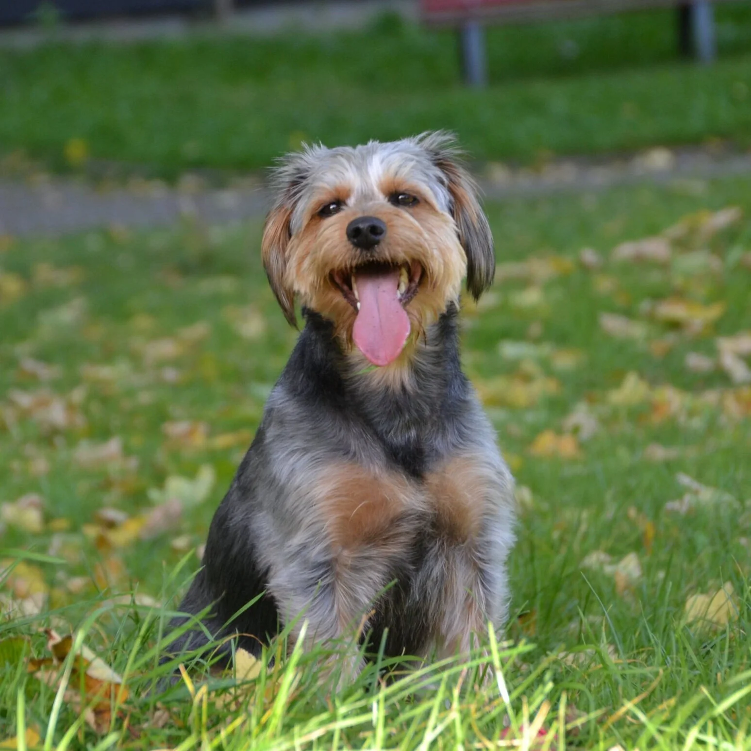 Dackel + Yorkshire Terrier Mix