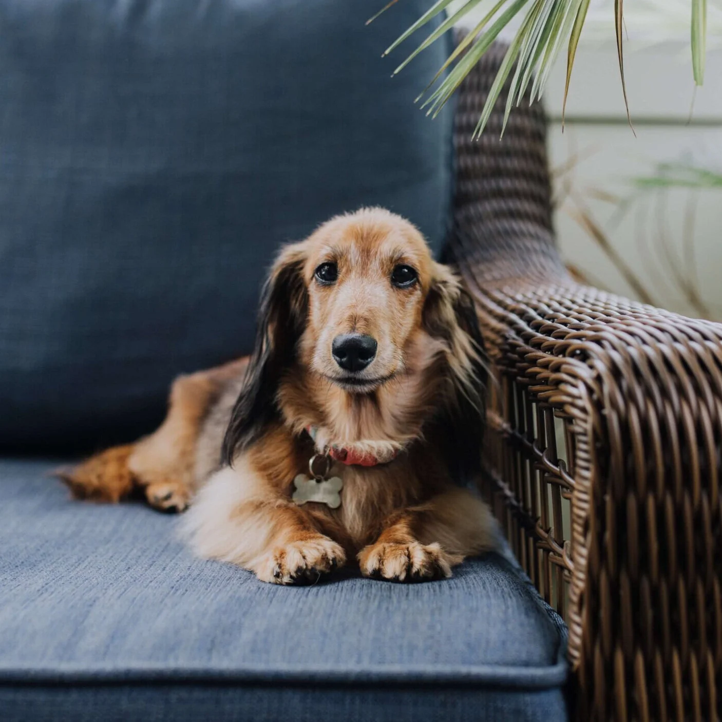 Bunter Dackelmischling