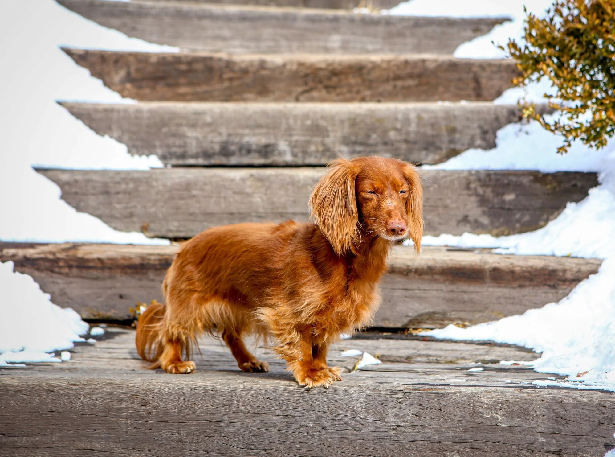 Roter Langhaardackel im Schnee.