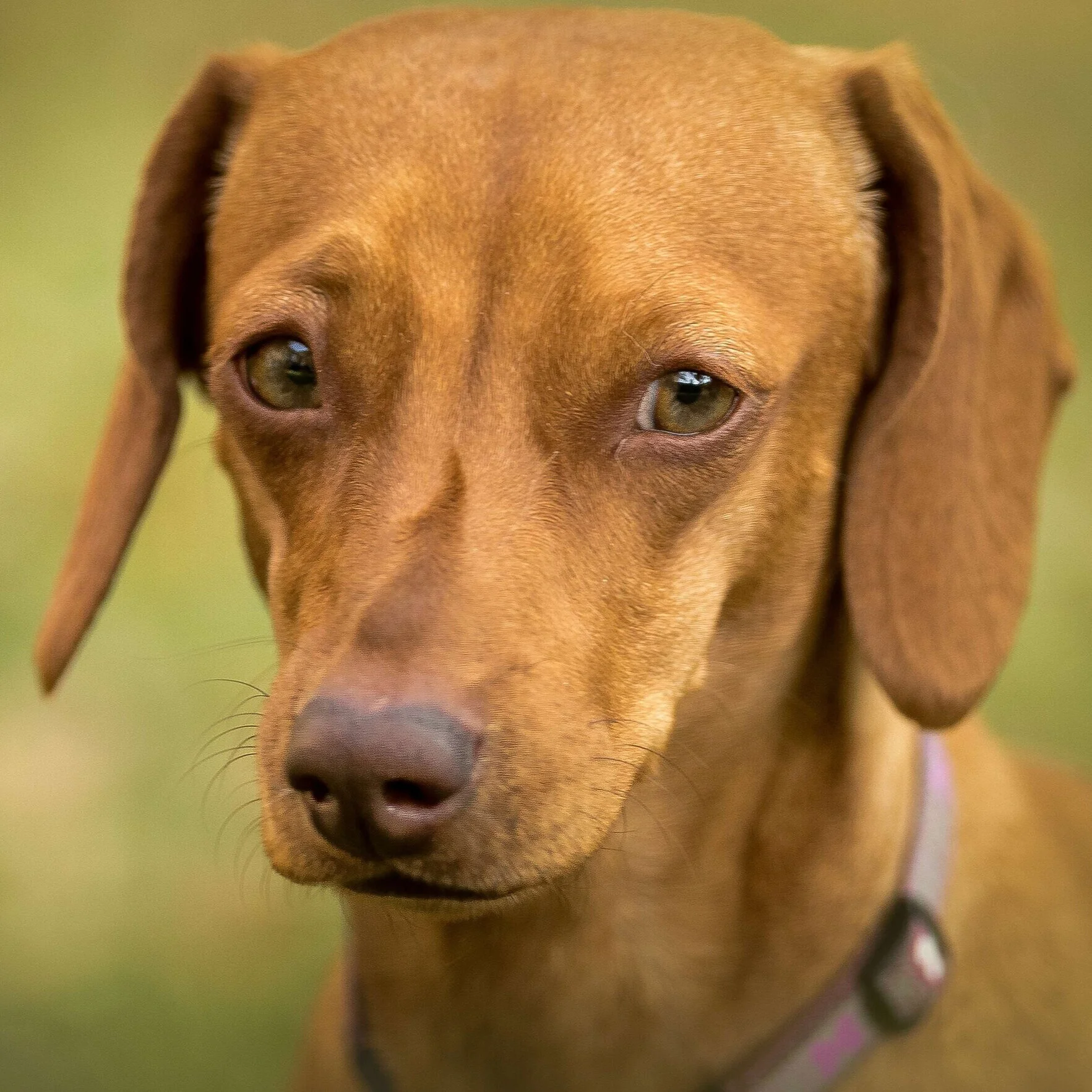 Dackel + Vizsla Mix