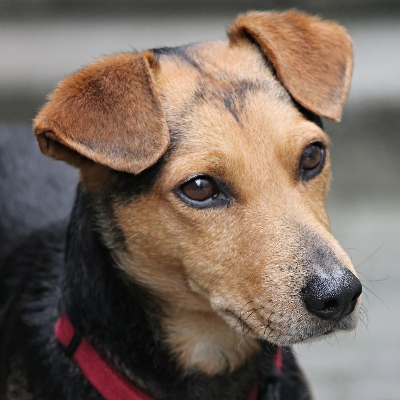 Dackel + Terrier Mix
