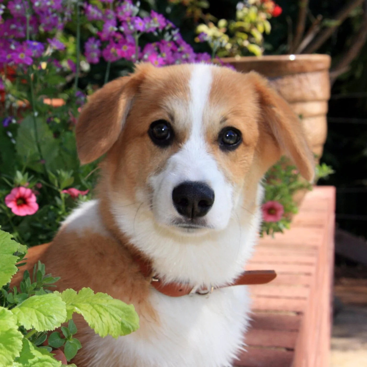 Dackel + Corgi Mix