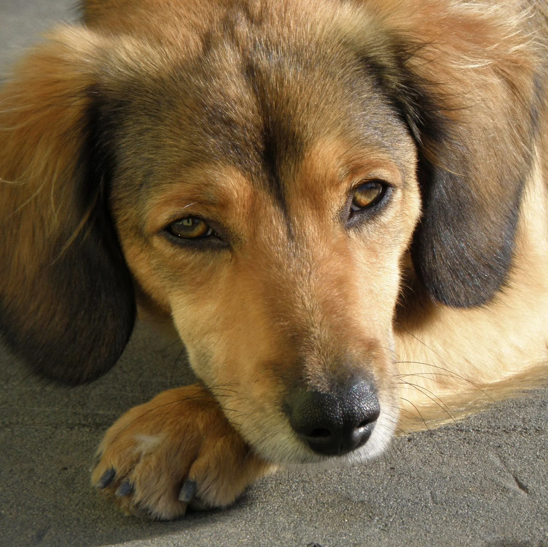 Bunter Dackelmischling