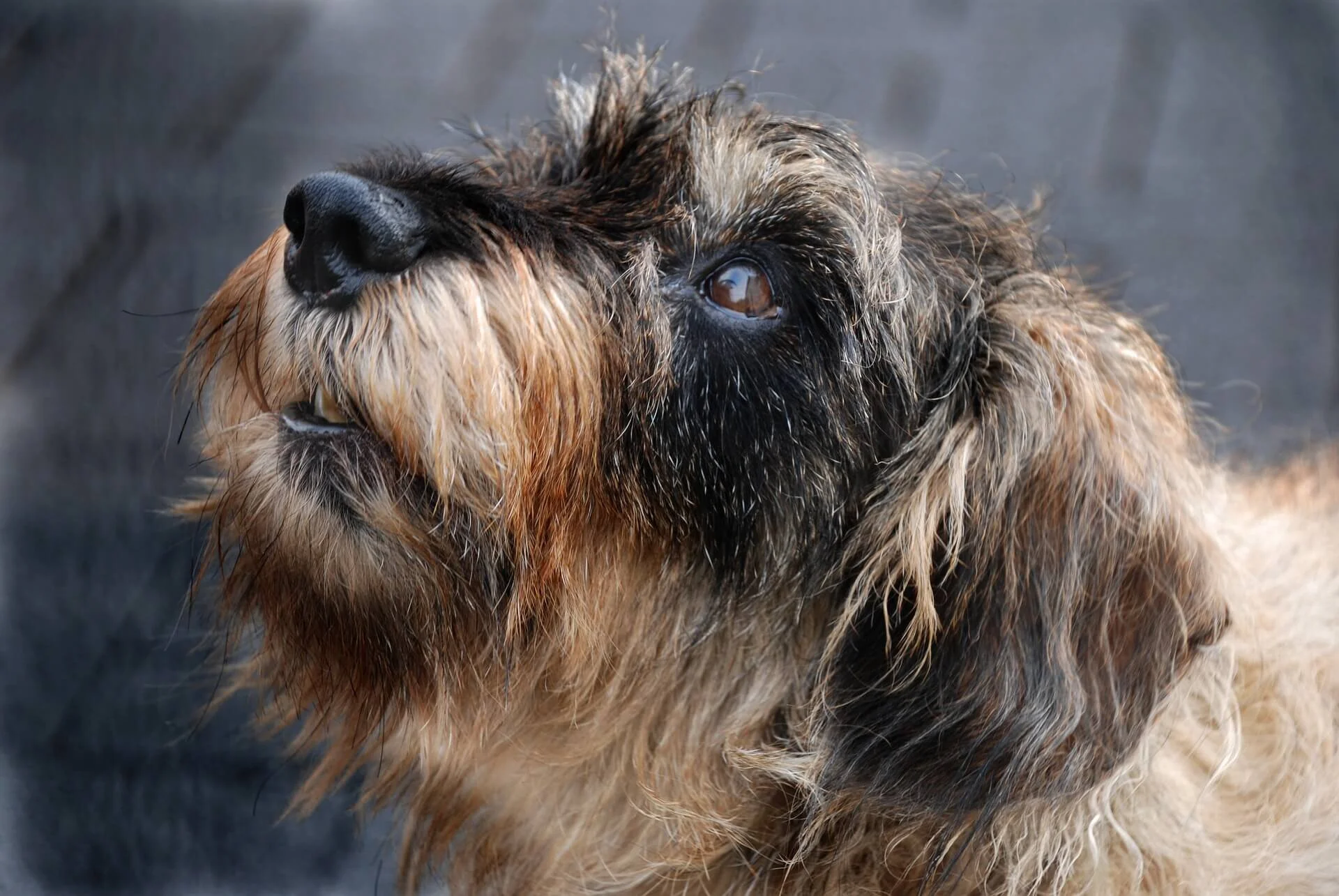 Rauhaardackel mit süßem Dackelblick.