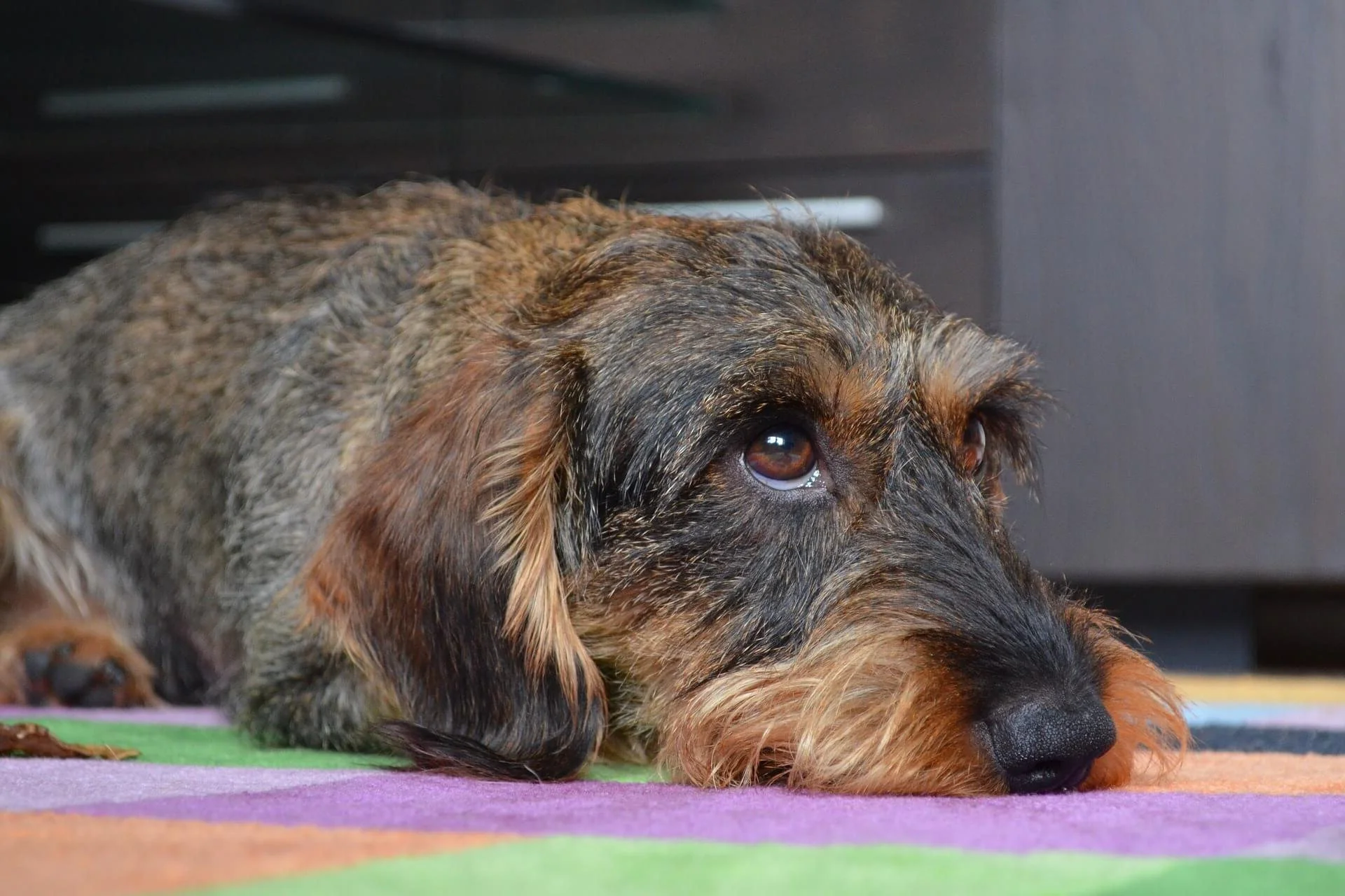 Ein müder Rauhaardackel.