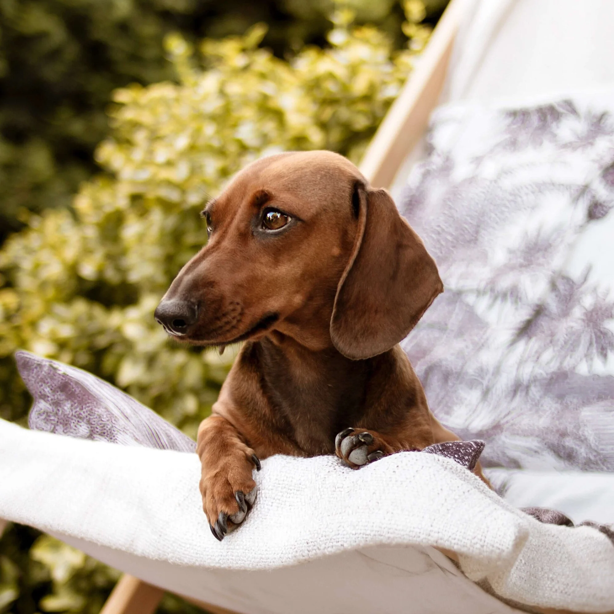 Einfarbig brauner Kurzhaardackel.