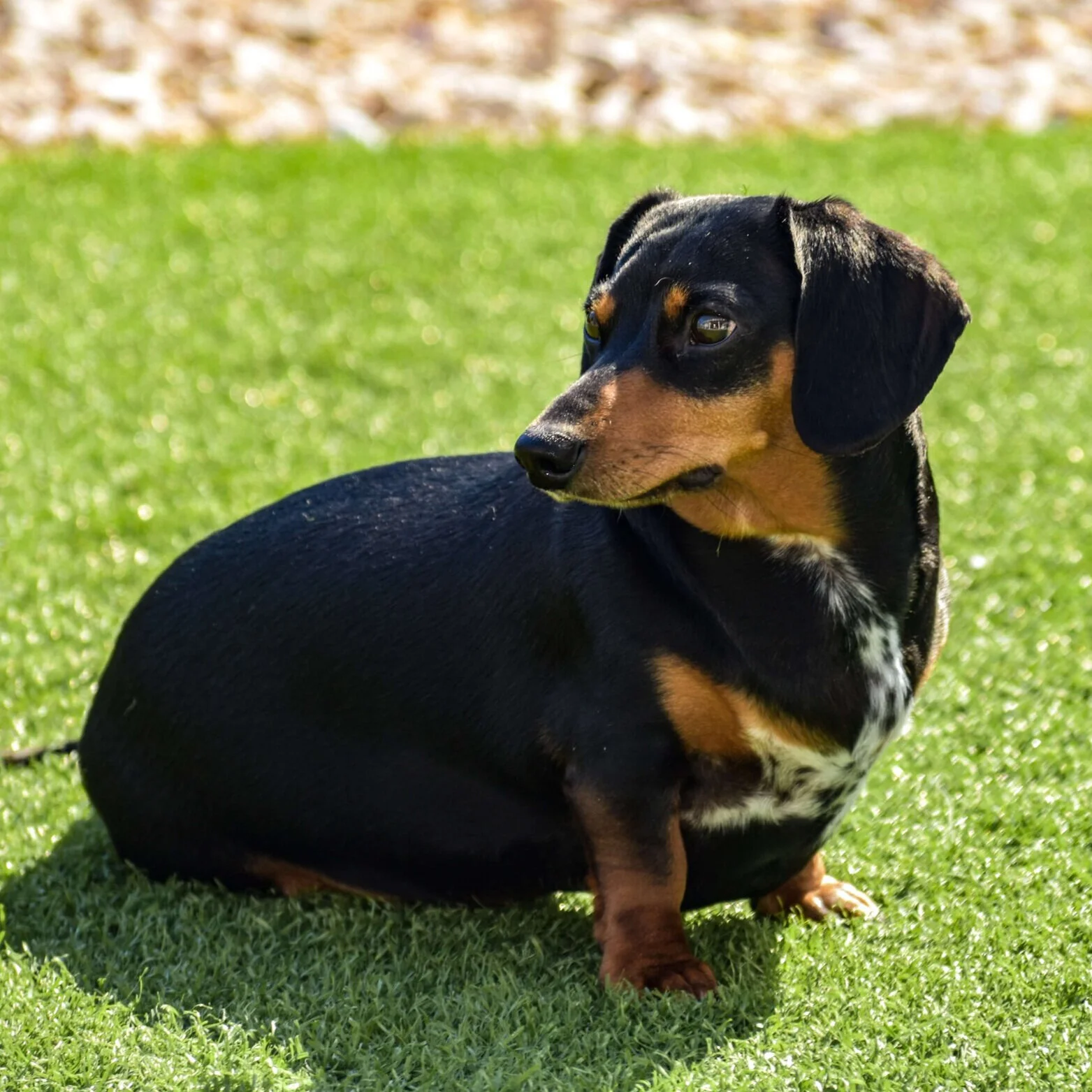 Bunt gefleckter Kurzhaardackel.