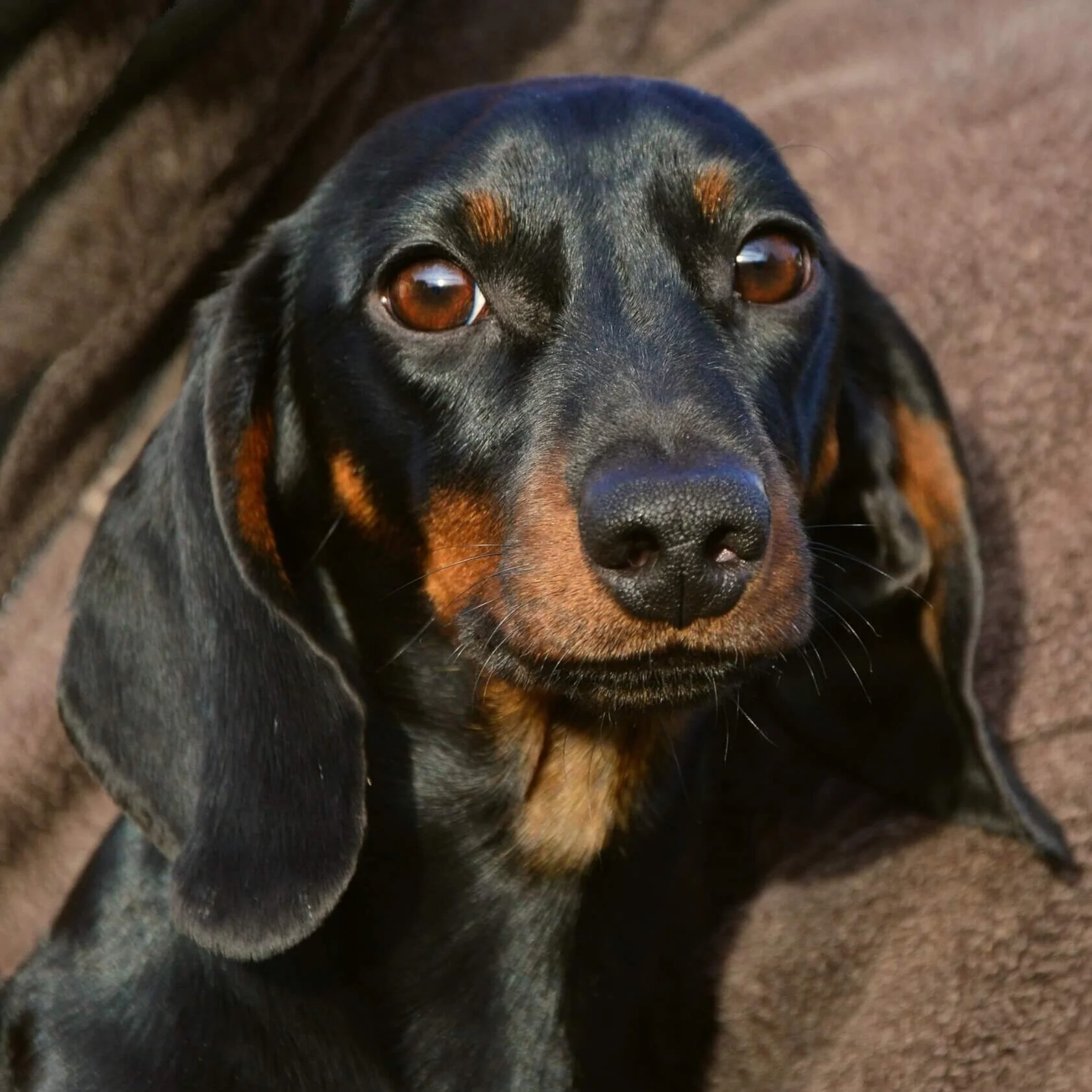 Kurzhaardackel in Schwarz-Braun.