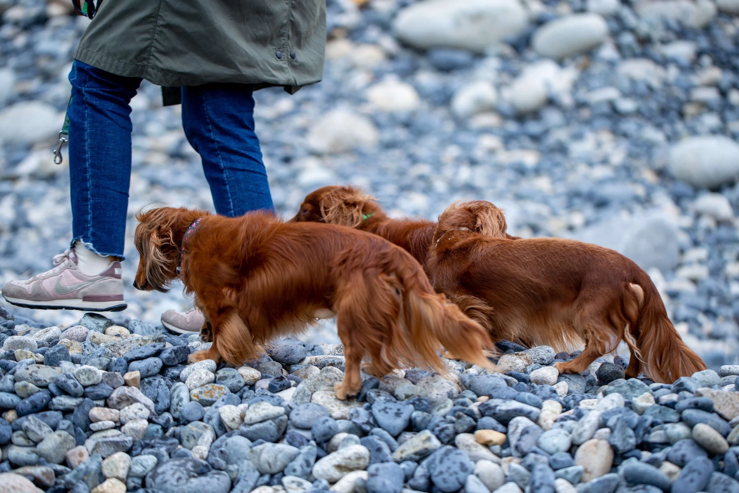 Rote Langhaardackel im Rudel.