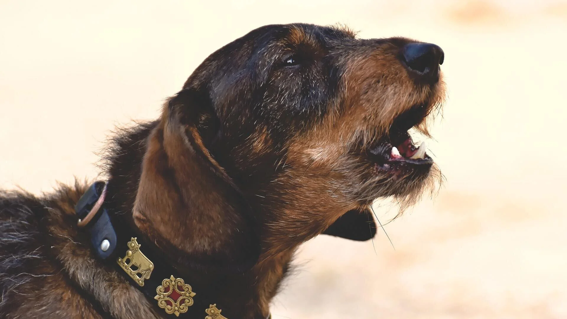 Häufiges Problem: Dackel bellen viel.