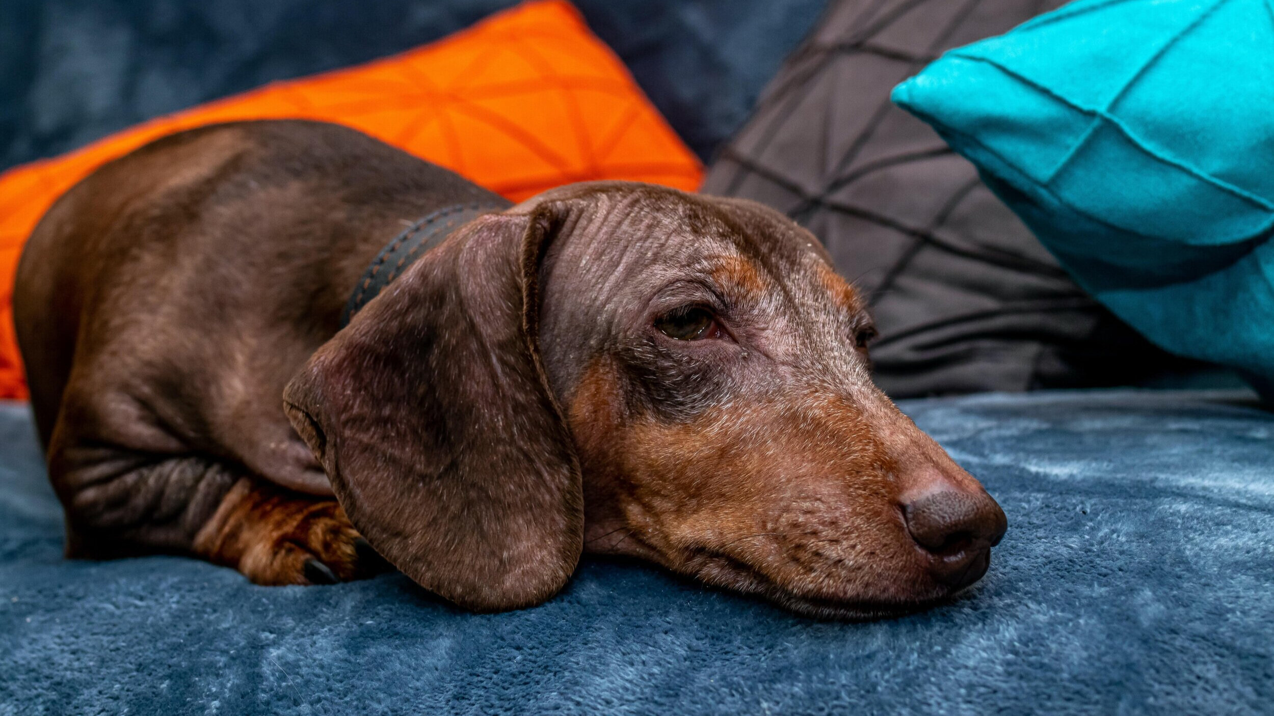 Dackel bekommen im Alter graues Fell und werden ruhiger.