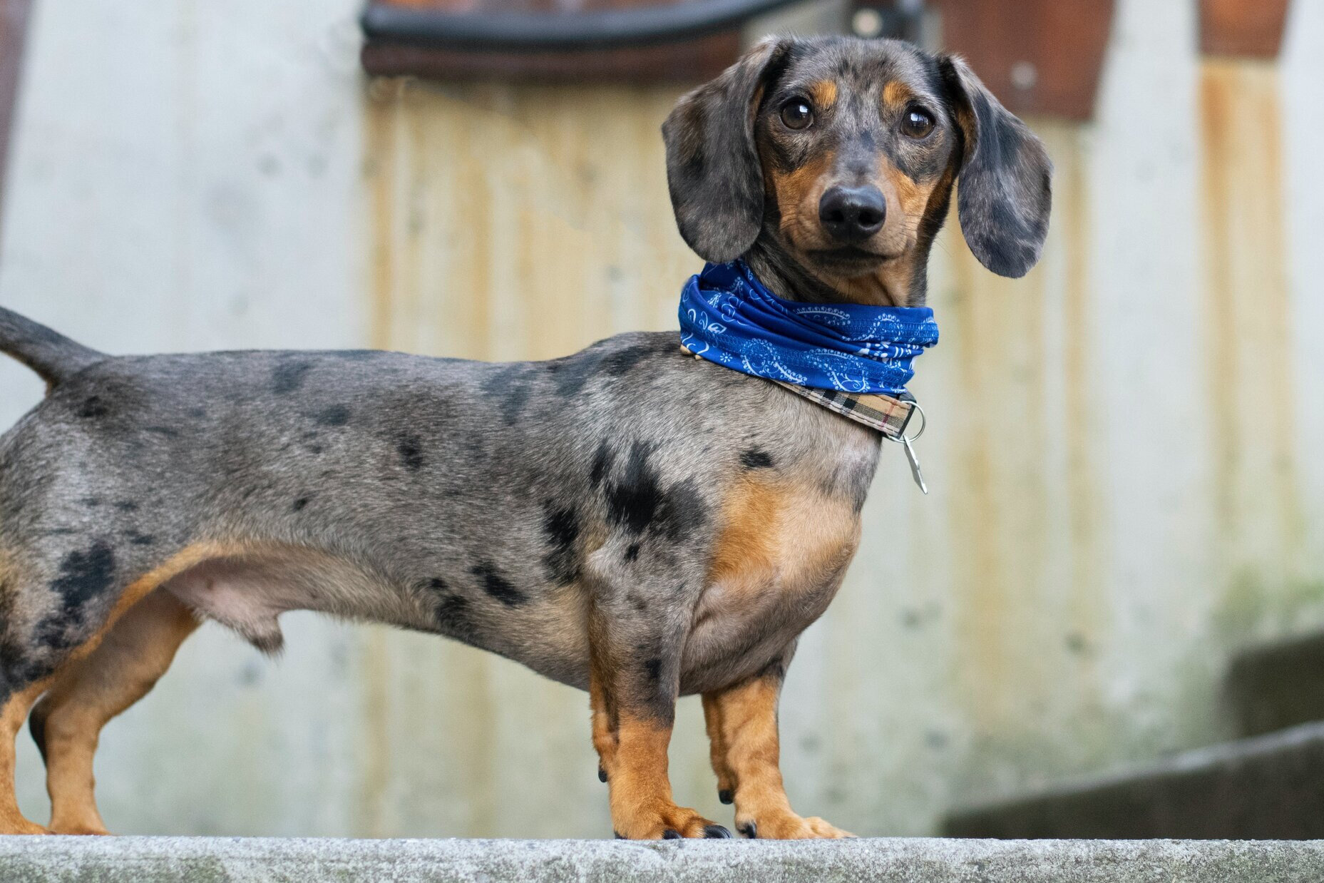 Tigerdackel mit geschecktem Fell.