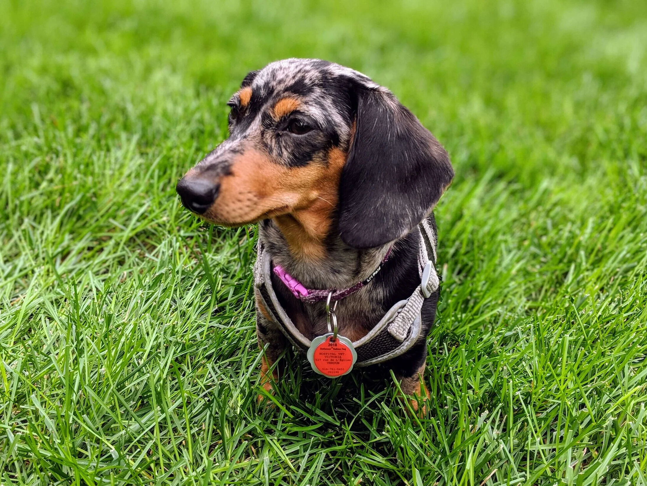 Wunderschöner bunter Tigerdackel.