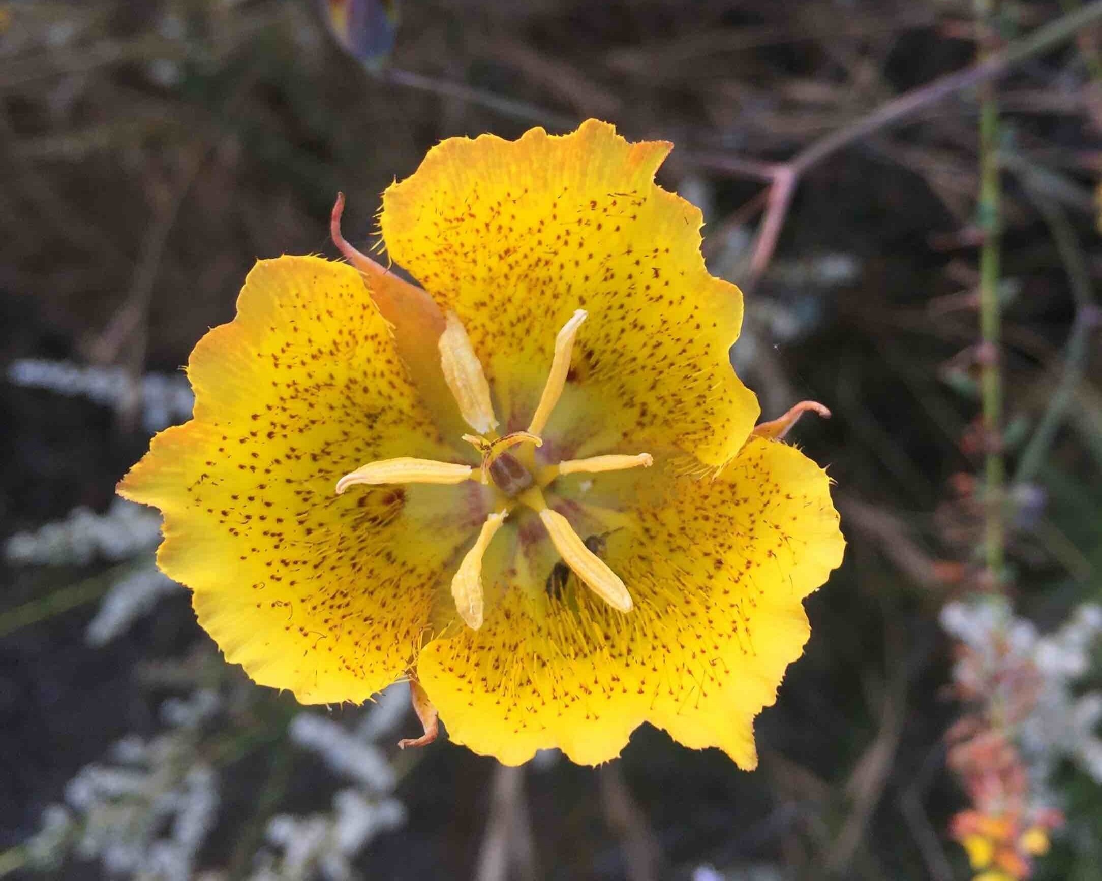 Weedii's Mariposa Lily