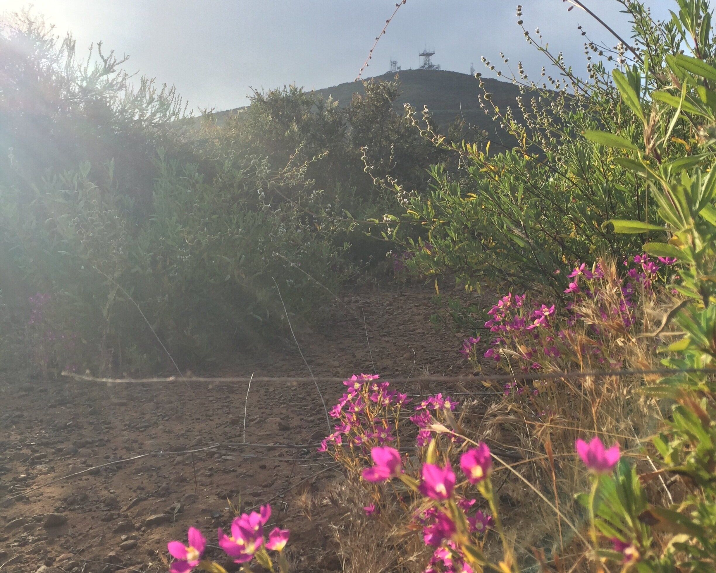 Black Mountain seen from Sundevil Trail