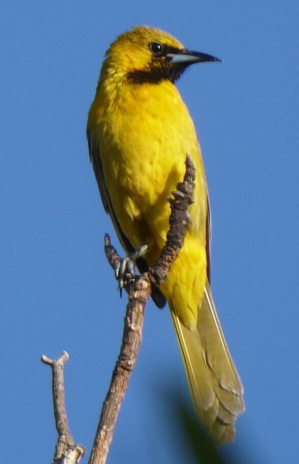oriole+one.jpg