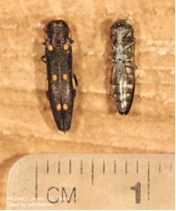Gold Spotted Oak Borer. Male on the left, female on teh right. Photo by UCANR.edu