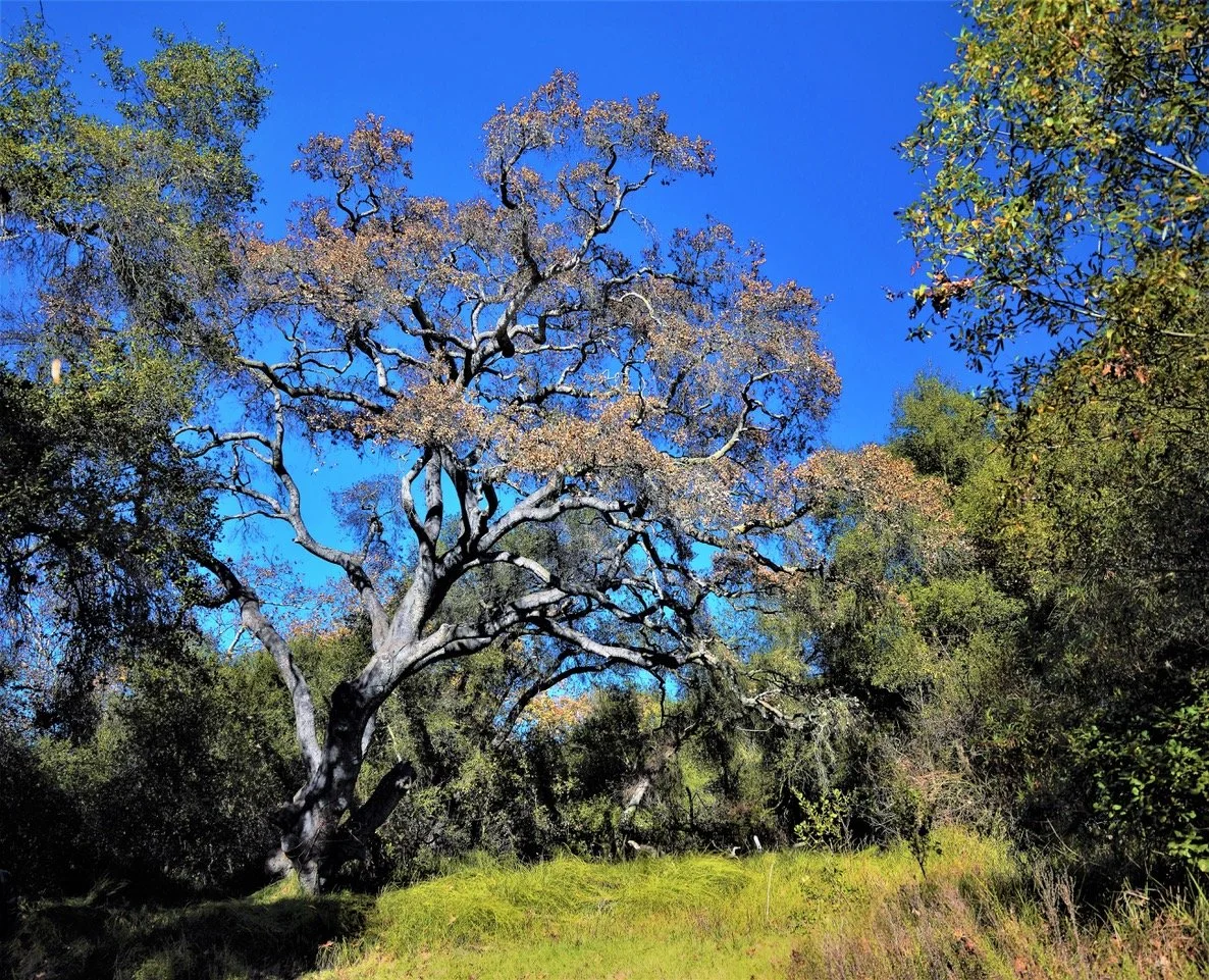 Death of a Giant: History of GSOB in PQ Preserve