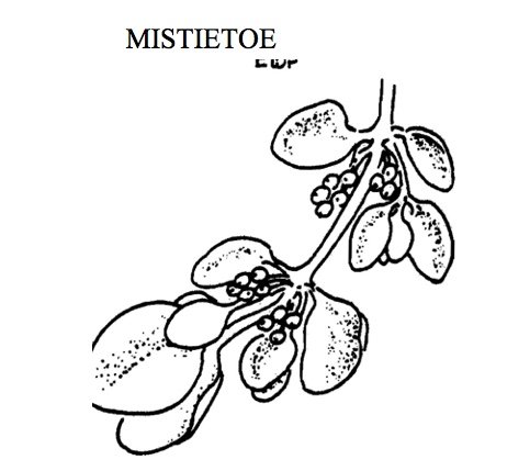 Mistle by Fleming.jpeg
