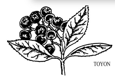 Toyon by Fleming.jpeg