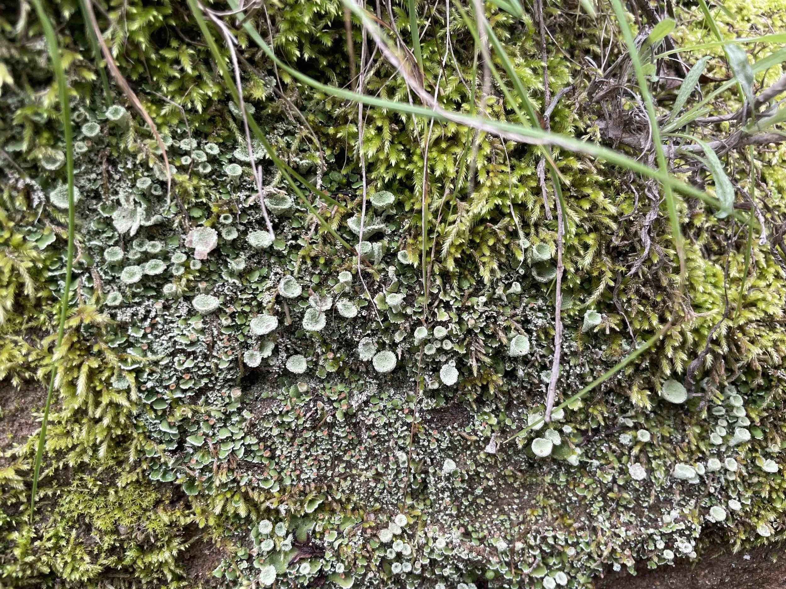 Lichens and mosses