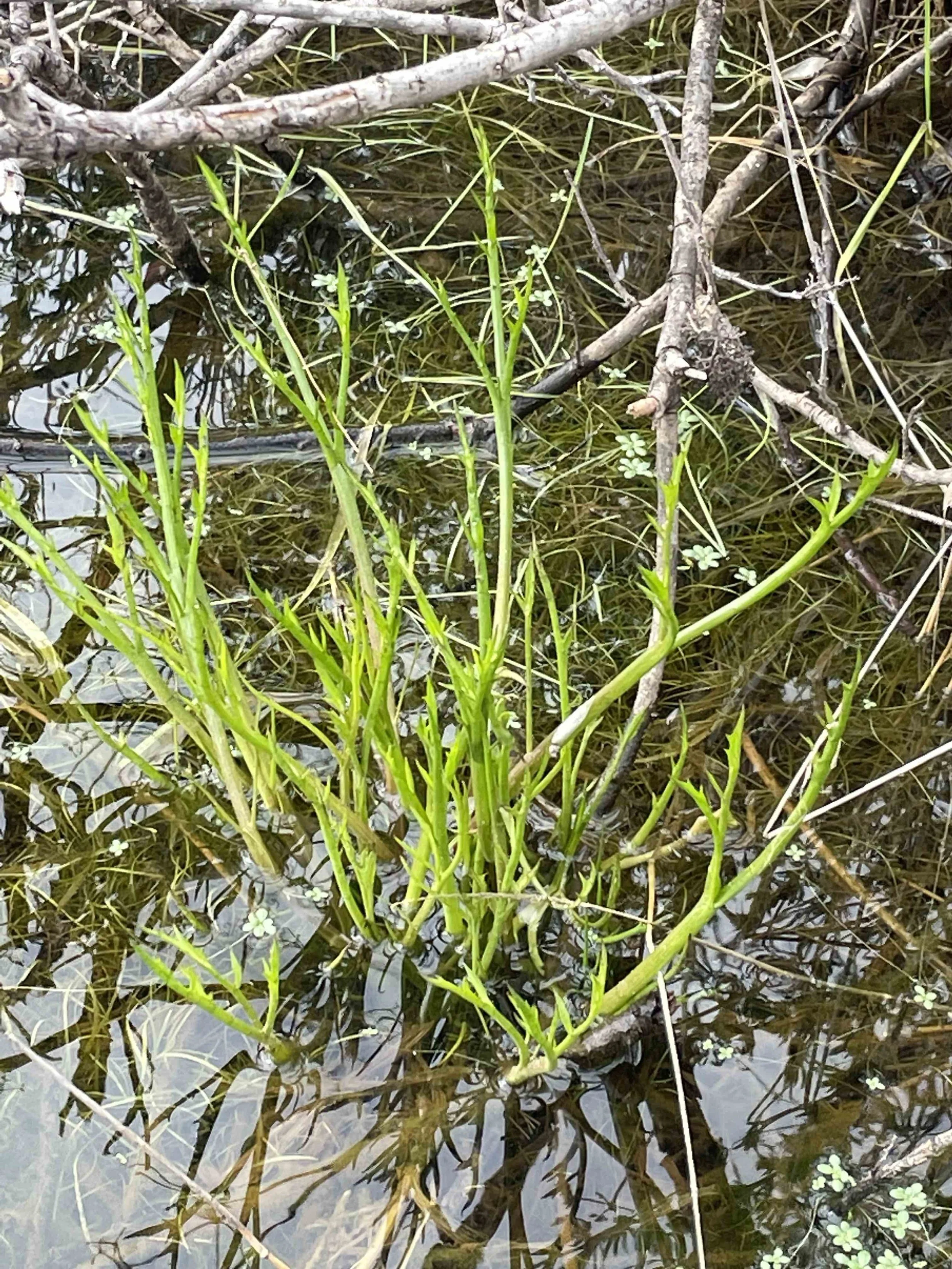 San Diego Button Celery