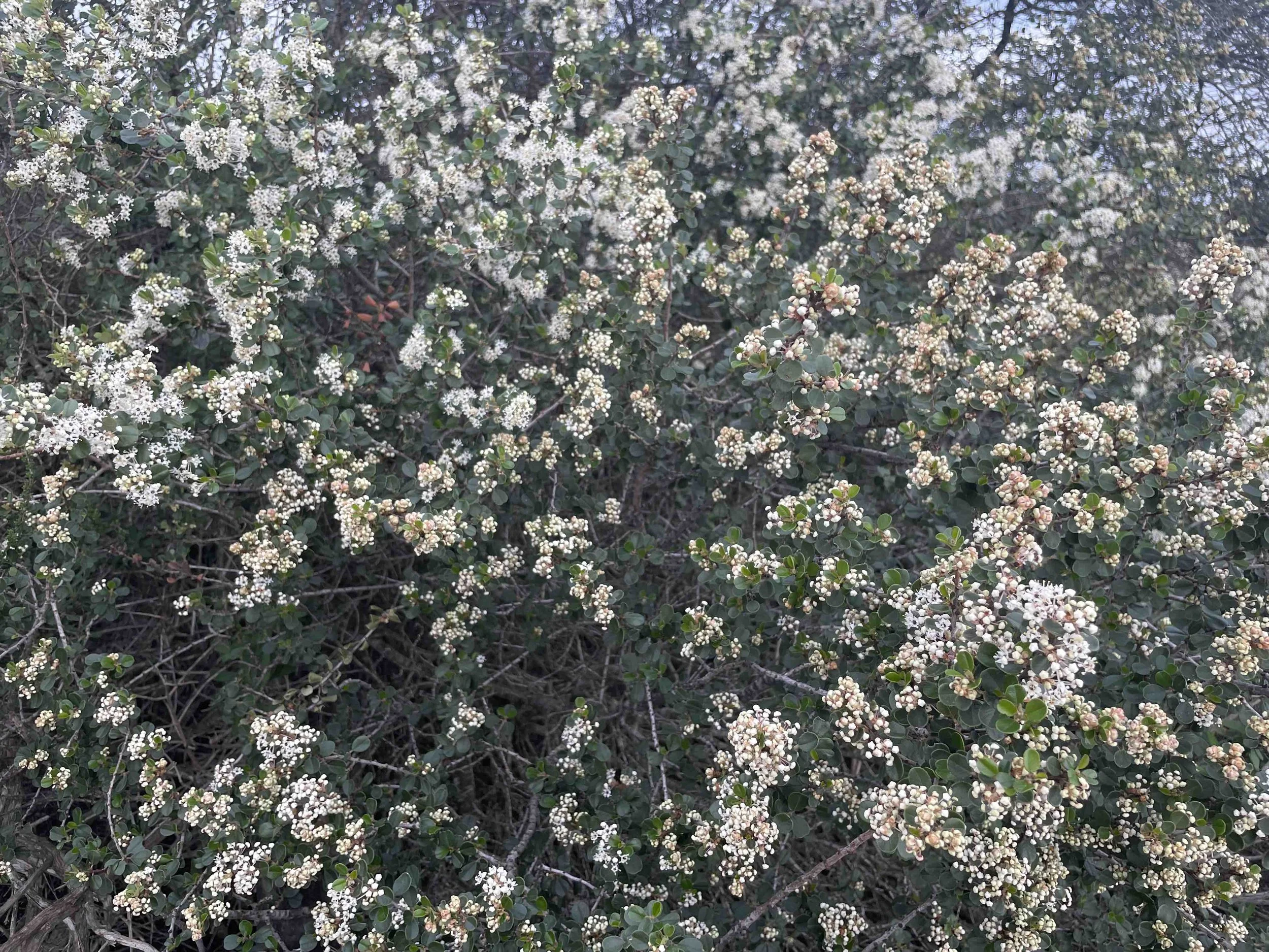 Wart-stemmed Ceanothus