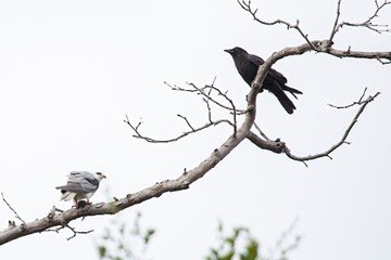 Kite with Prey and Crow