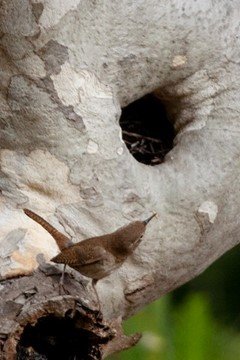 House Wren approaching her nest