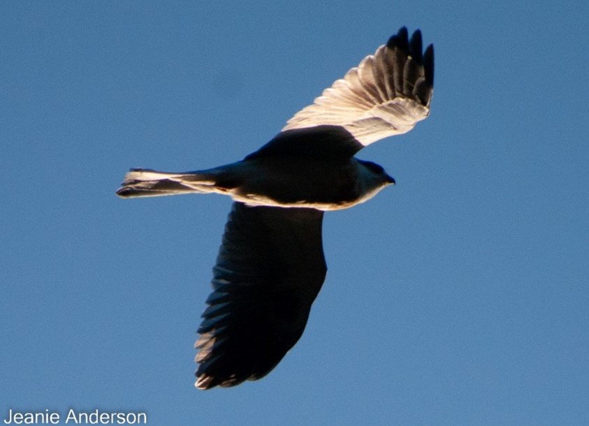 Kites hover hunt in morning and evening when their prey is active 