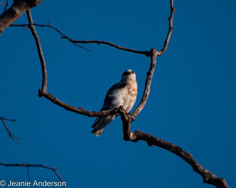 Perched on a Sycamore branch