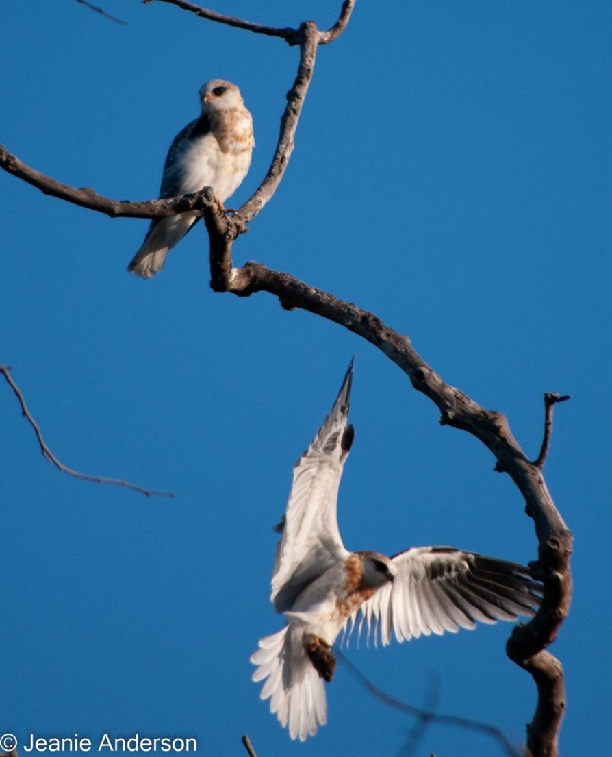 Lower Kite has prey item in its claws!