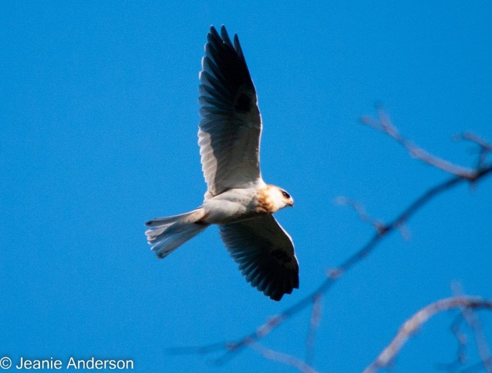 Kites are 12 ounces and can hover for 2 minutes… fierce angels of the sky